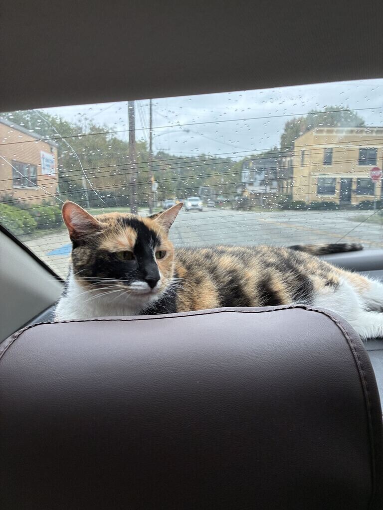View Sally Mae the Cat Photo #2