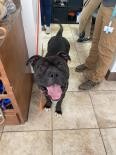 View Sunka the Dog Photo #4