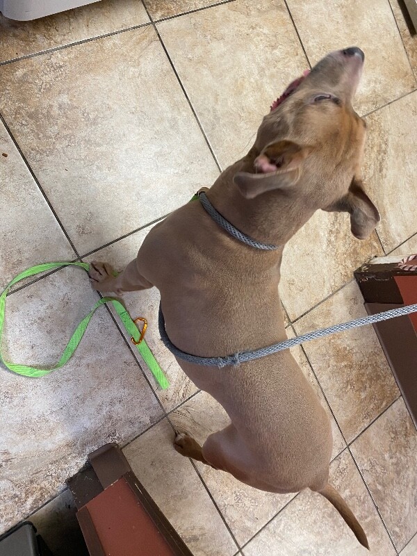 View Saylor Port the Dog Photo #3