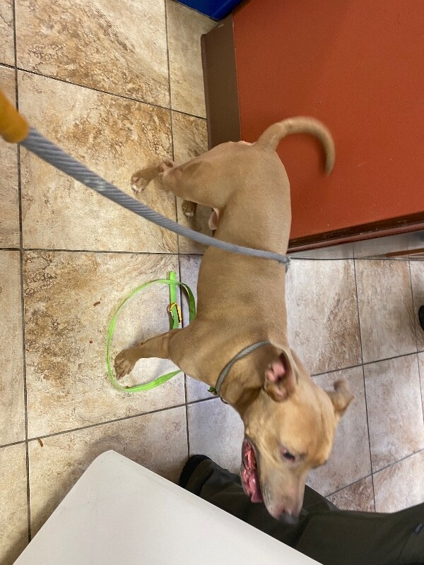 View Saylor Port the Dog Photo #2