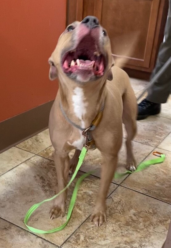 View Saylor Port the Dog Photo #4