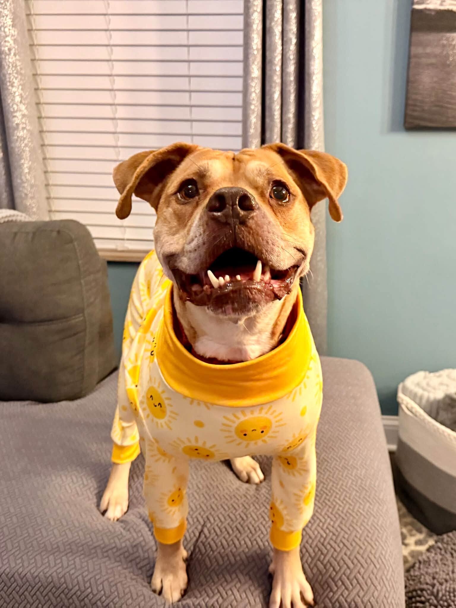 Learn More About Loyal Loyal - Dog