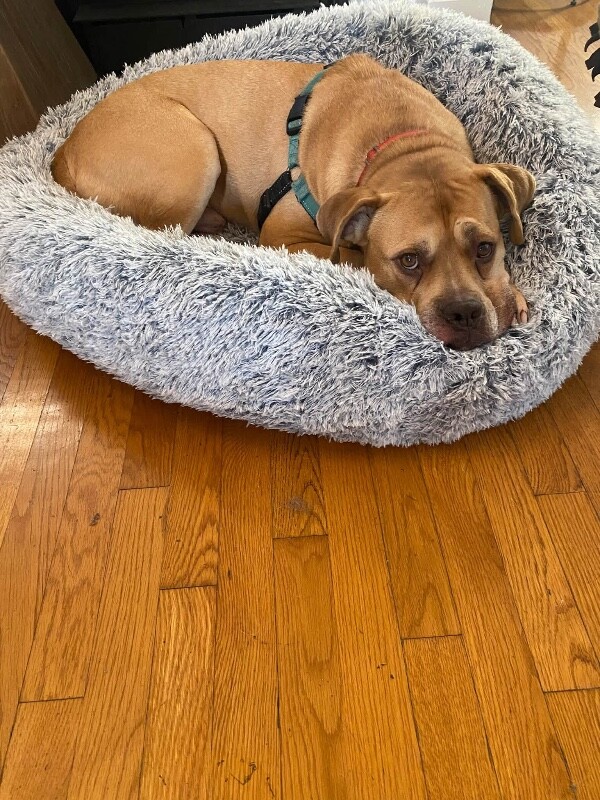 View Loyal the Dog Photo #3