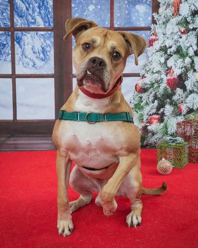 View Loyal the Dog Photo #9