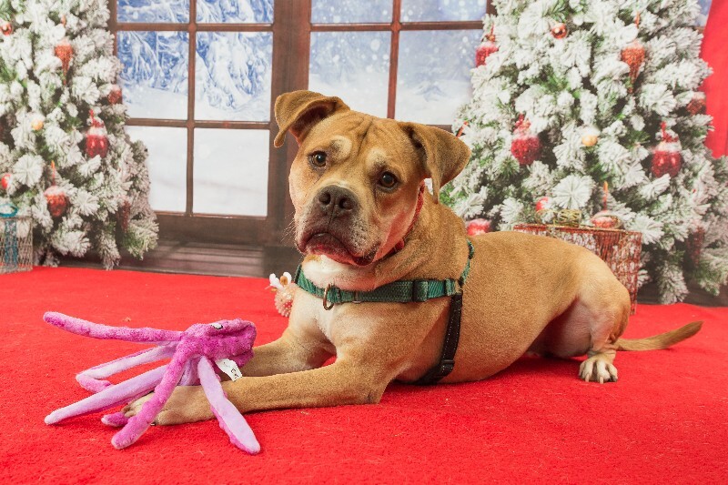 View Loyal the Dog Photo #2