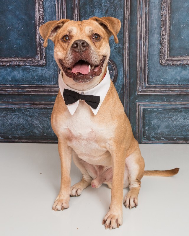 View Loyal the Dog Photo #3