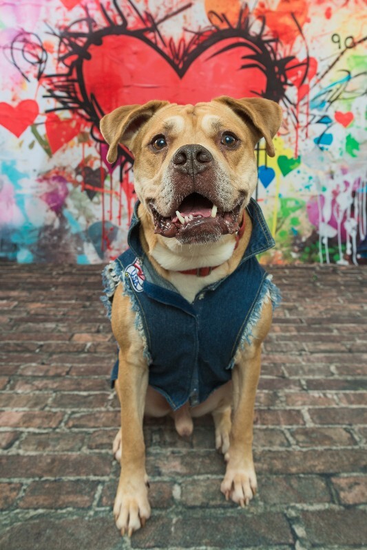 View Loyal the Dog Photo #7