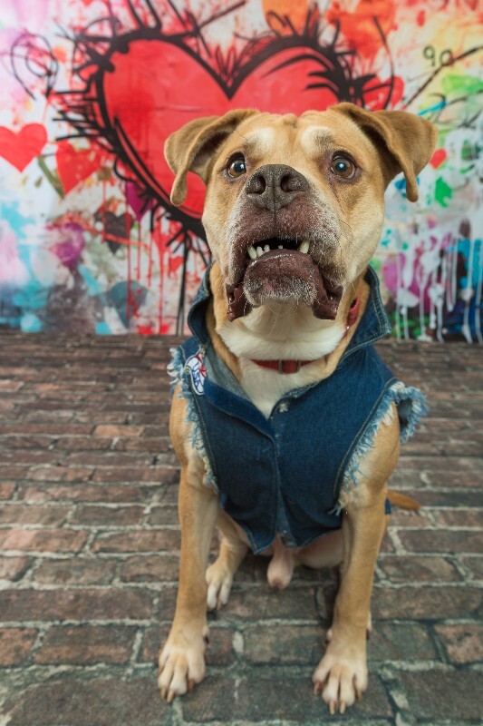 View Loyal the Dog Photo #8