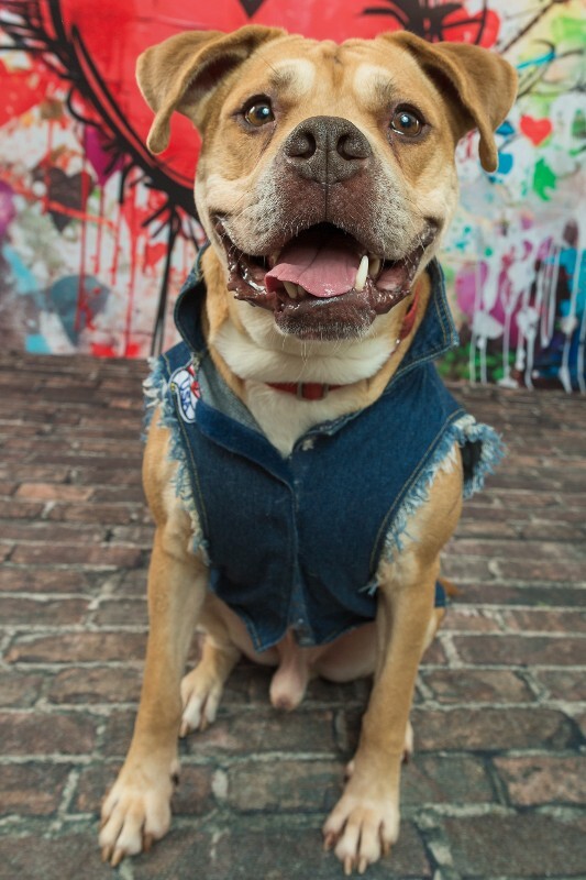 View Loyal the Dog Photo #5