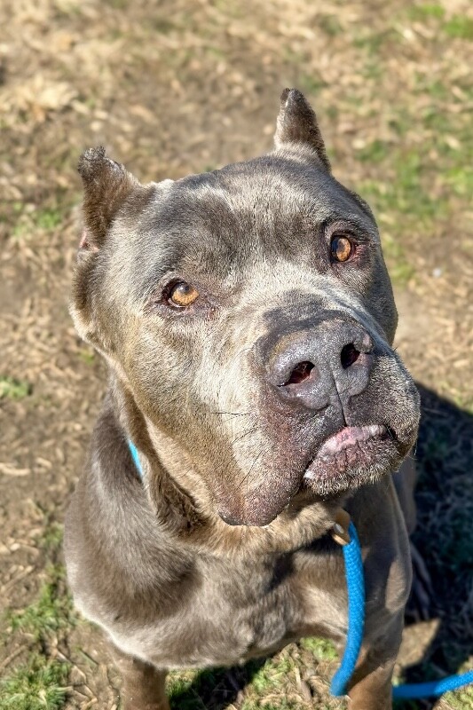 View Lucky the Dog Photo #3