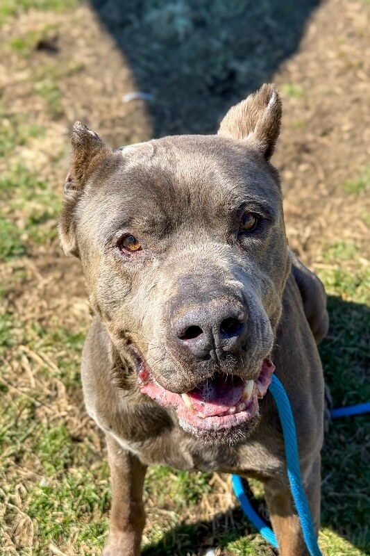 View Lucky the Dog Photo #2