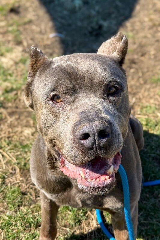 View Lucky the Dog Photo #4