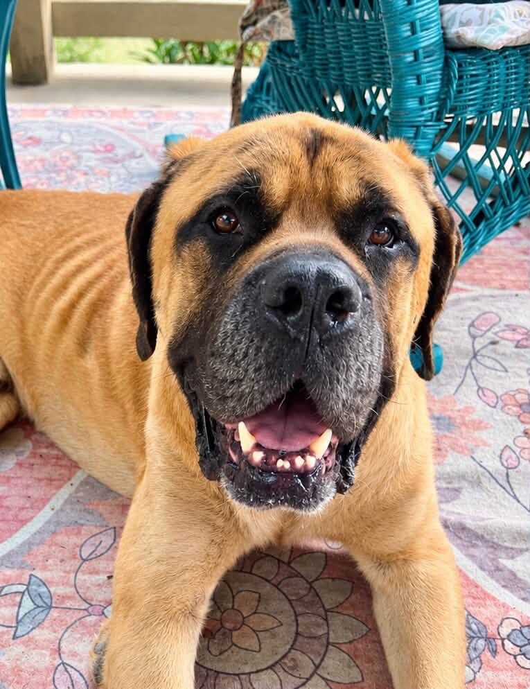 Boomer - Dog