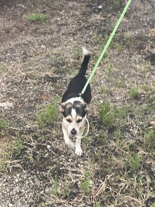Help Rehome This Dog Bailey(Actual) - Dog