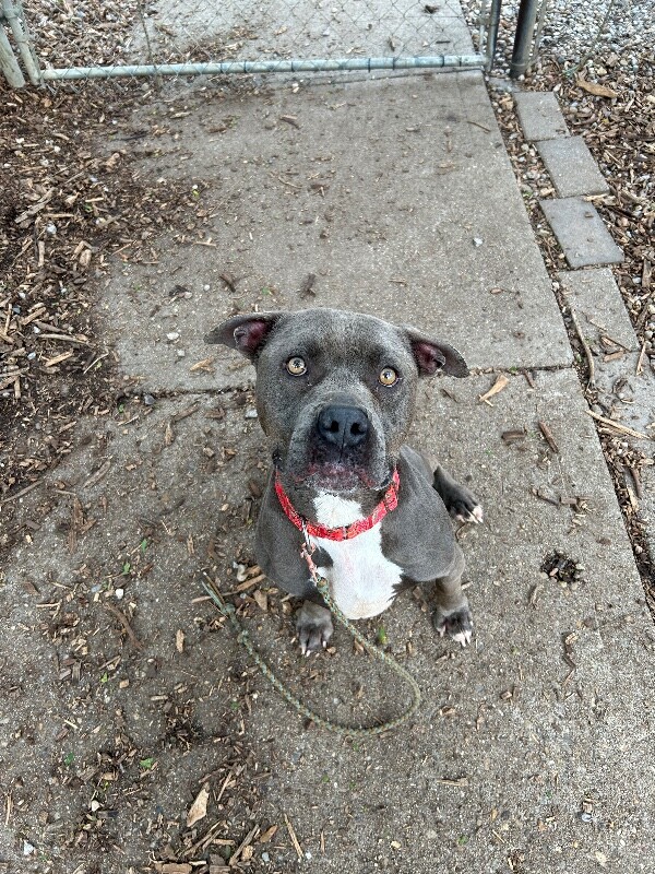 View Louis the Dog Photo #2