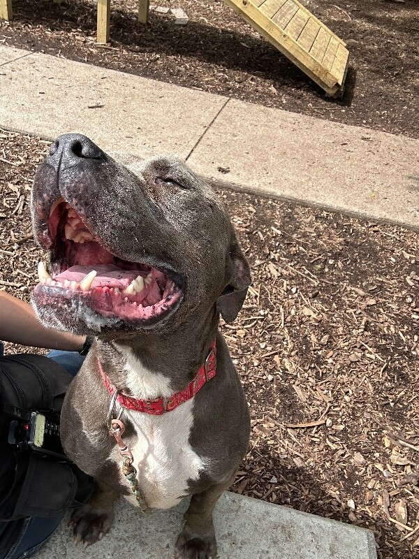 View Louis the Dog Photo #5