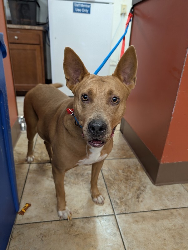 Learn More About Lollipop Lollipop - Dog