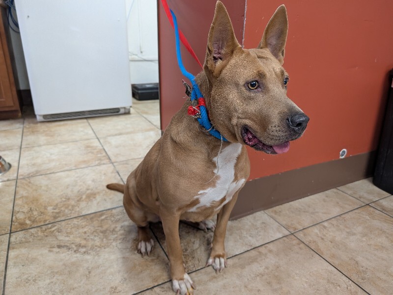 View Lollipop the Dog Photo #5