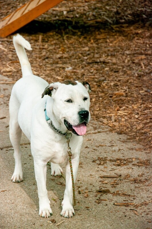 View Zoey the Dog Photo #15