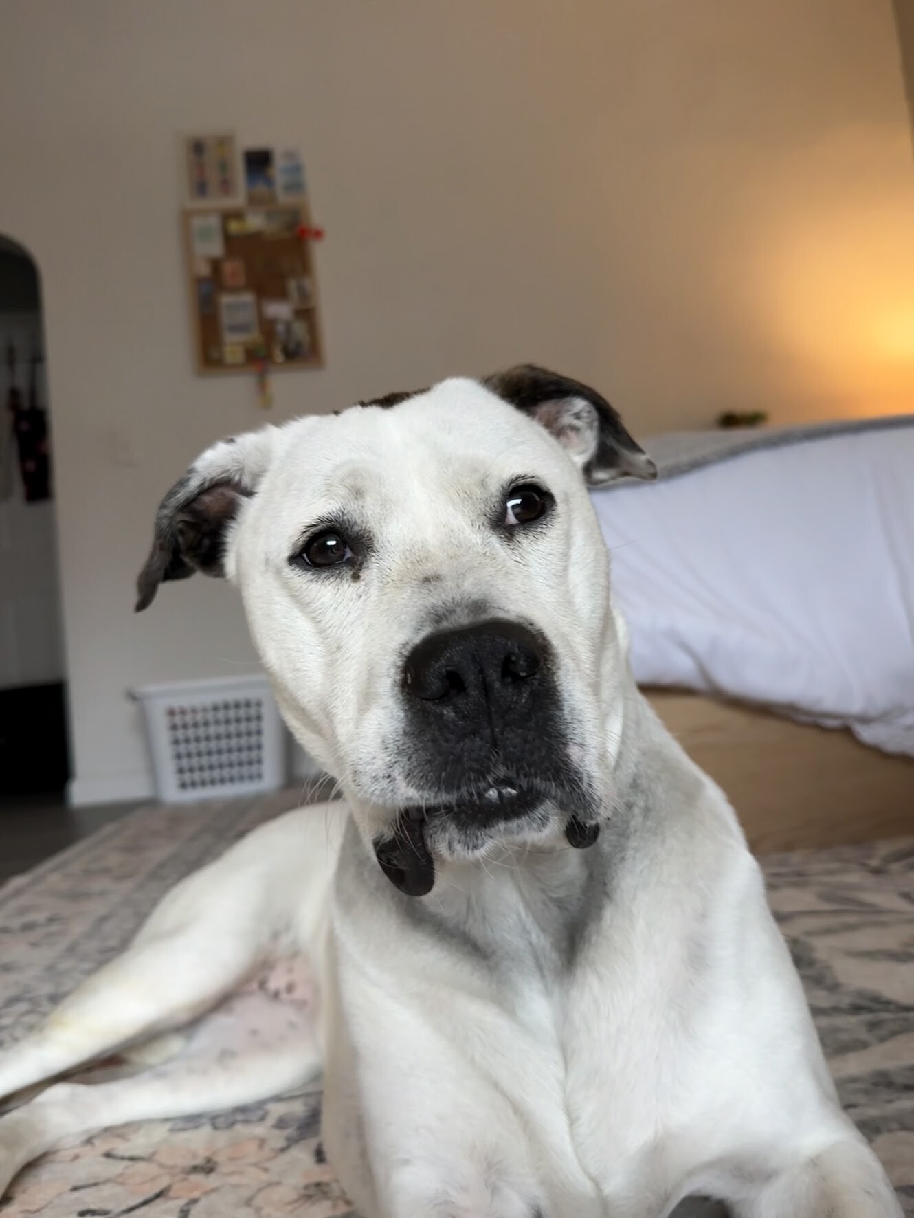 View Zoey the Dog Photo #5