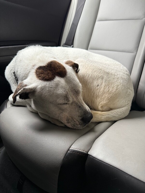 View Zoey the Dog Photo #9