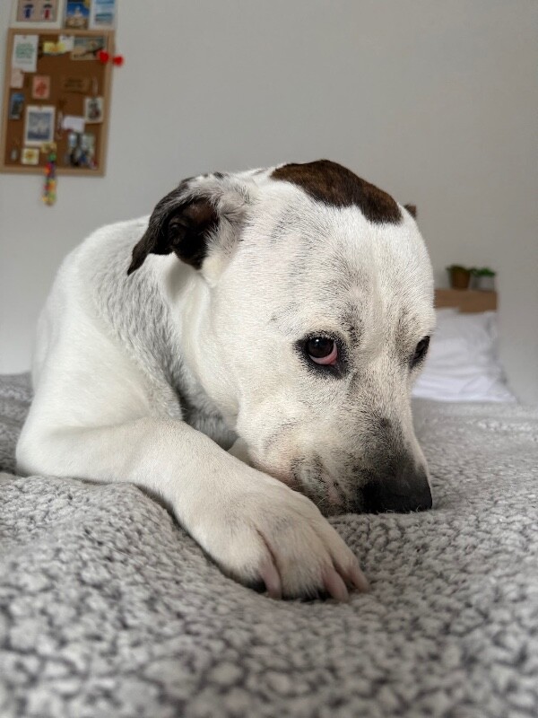View Zoey the Dog Photo #4