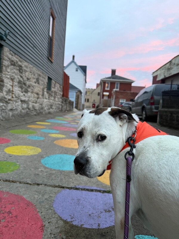View Zoey the Dog Photo #7