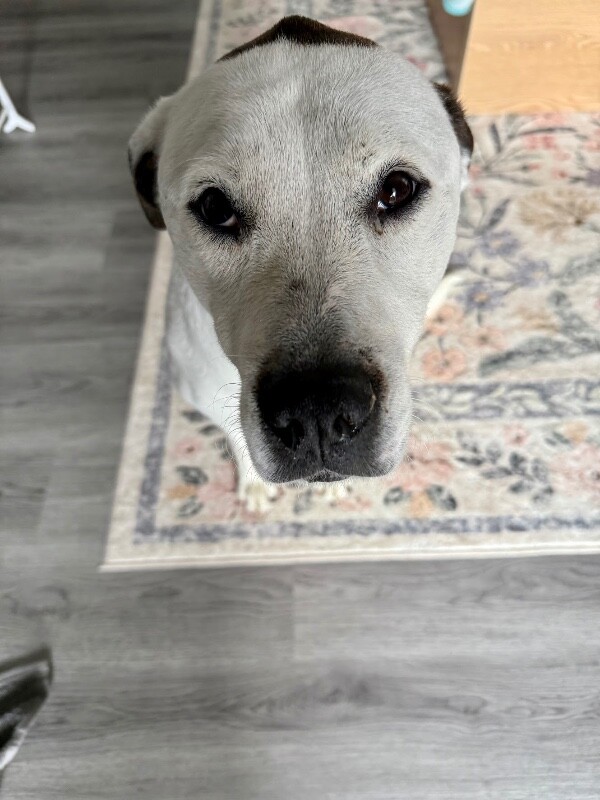 View Zoey the Dog Photo #12