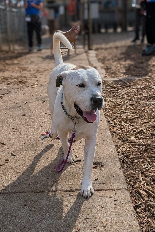 View Zoey the Dog Photo #19
