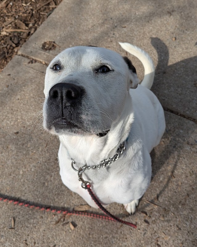 View Zoey the Dog Photo #17