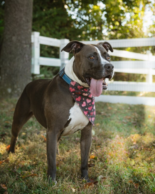 View Baby Girl the Dog Photo #7