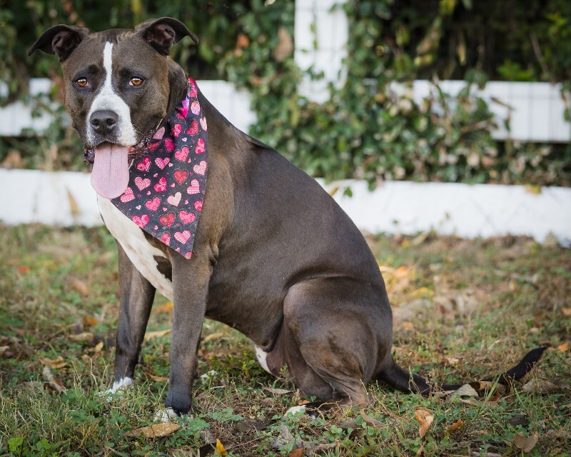 View Baby Girl the Dog Photo #9