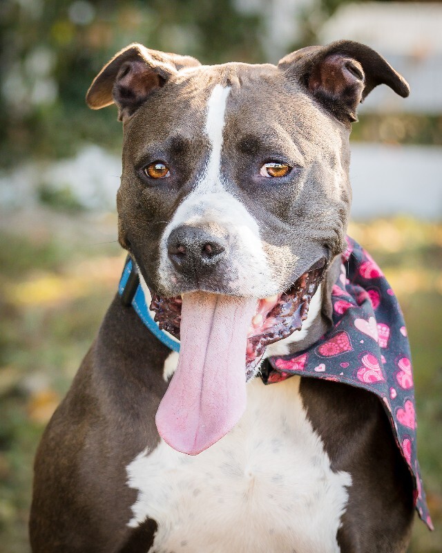 View Baby Girl the Dog Photo #6