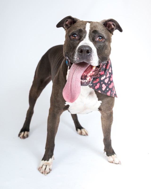 View Baby Girl the Dog Photo #5