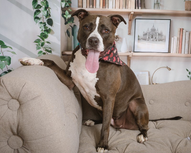 View Baby Girl the Dog Photo #2