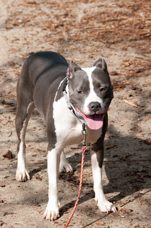 View Zoboomafoo the Dog Photo #7