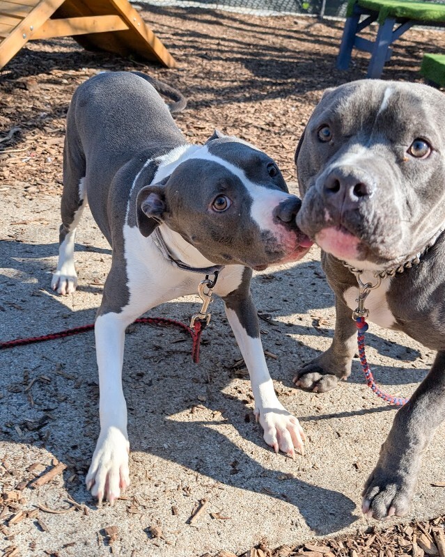 View Zoboomafoo the Dog Photo #3