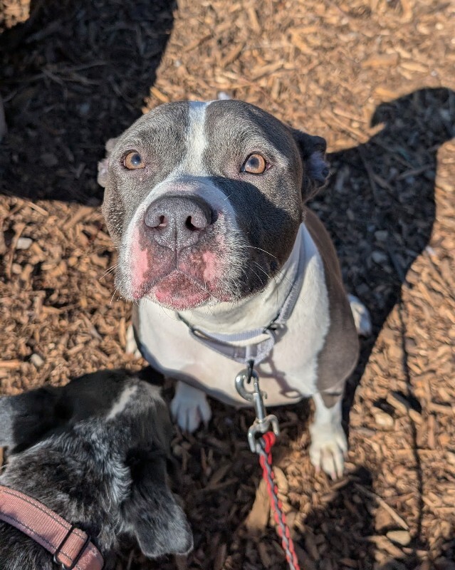 View Zoboomafoo the Dog Photo #5