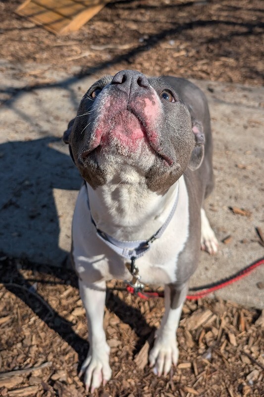 View Zoboomafoo the Dog Photo #6