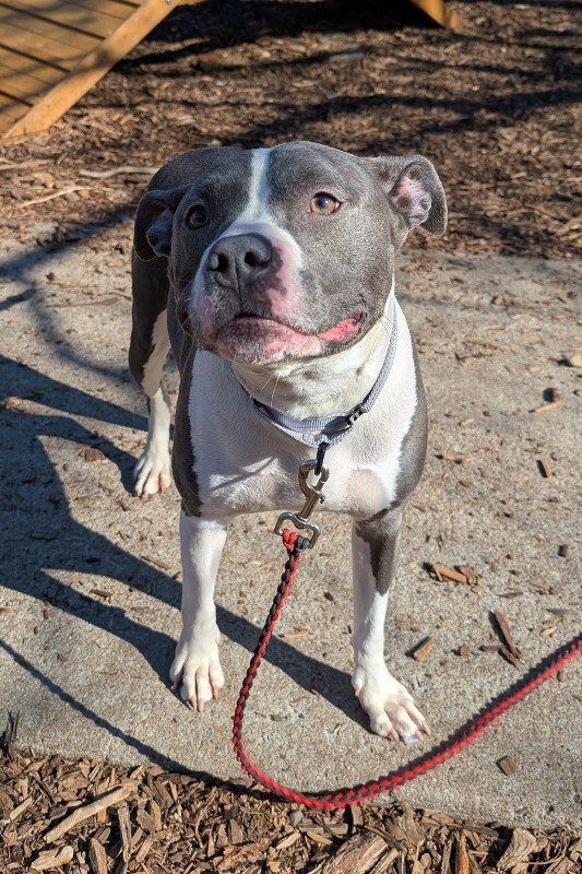 View Zoboomafoo the Dog Photo #4