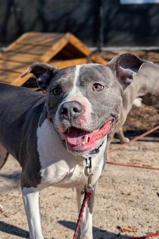 View Zoboomafoo the Dog Photo #2