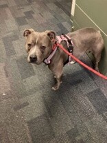 Scarlet - Dog