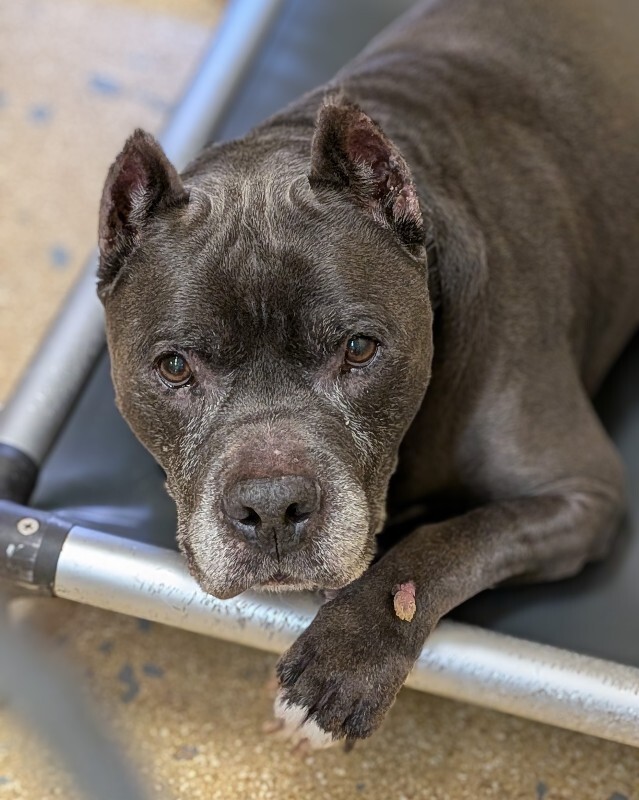Learn More About Bowen Bowen - Dog