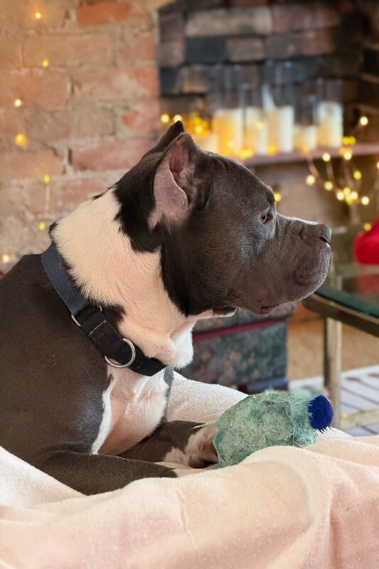 View Enchilada the Dog Photo #4