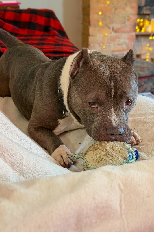 View Enchilada the Dog Photo #3