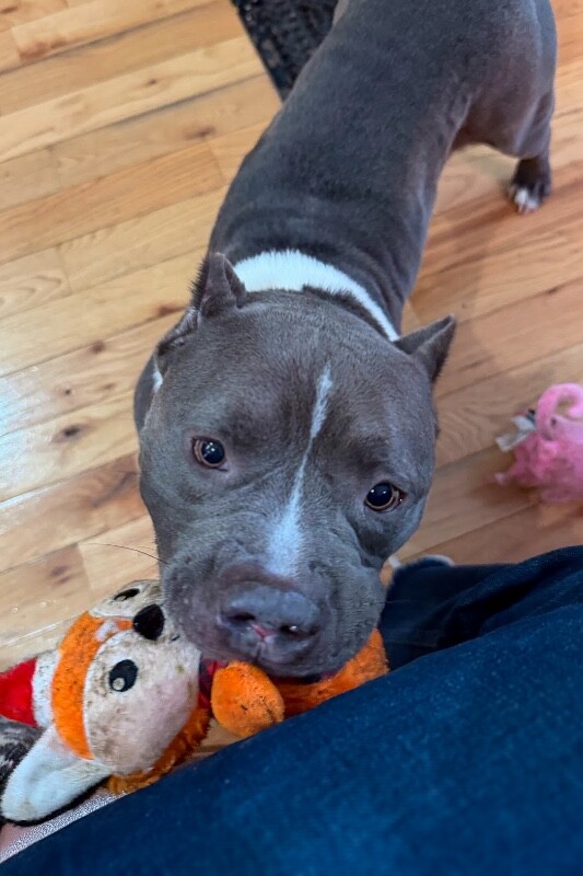 View Enchilada the Dog Photo #5