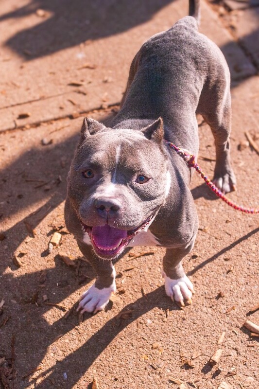 View Enchilada the Dog Photo #6