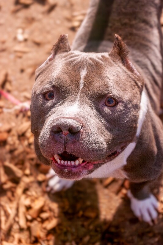 View Enchilada the Dog Photo #7