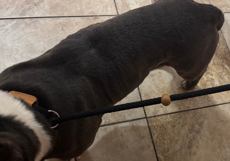 View Enchilada the Dog Photo #3