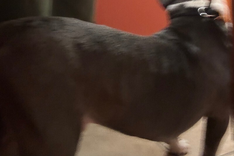 View Enchilada the Dog Photo #2